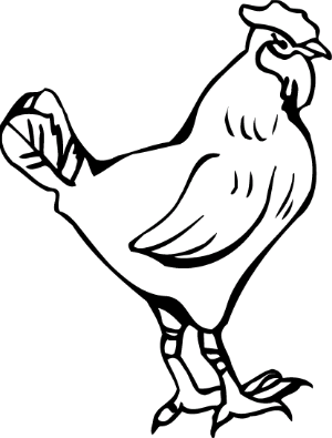 Chickens & Hens 2
