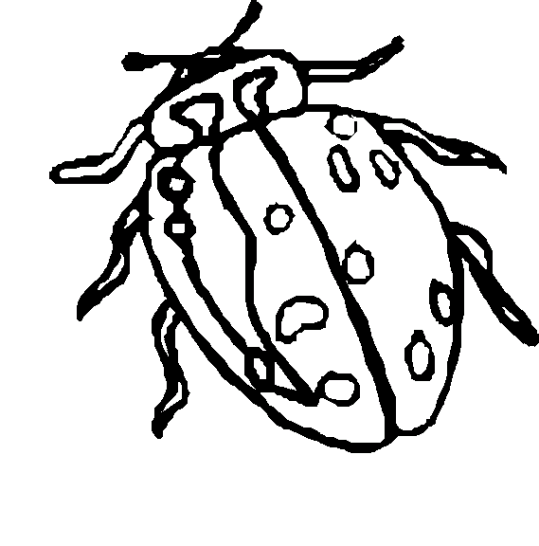 Ladybugs 1