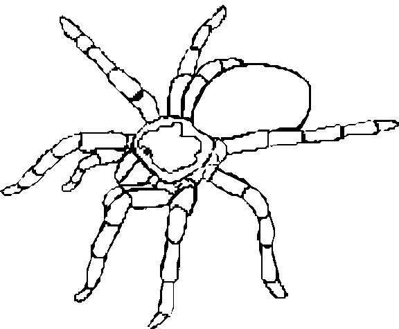 Spiders 4