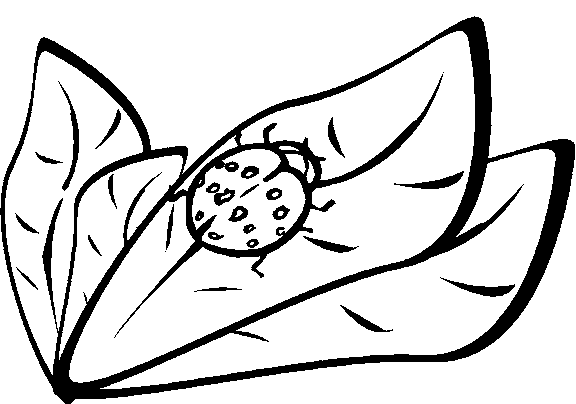 Ladybugs 2