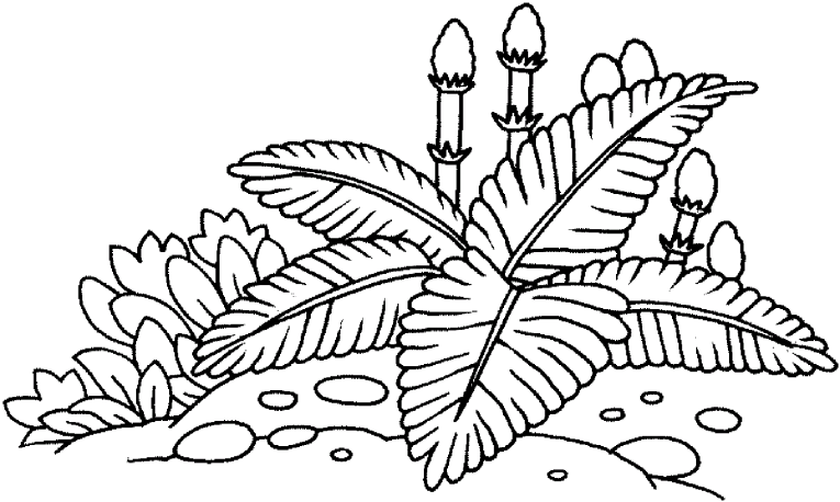 Plants 4