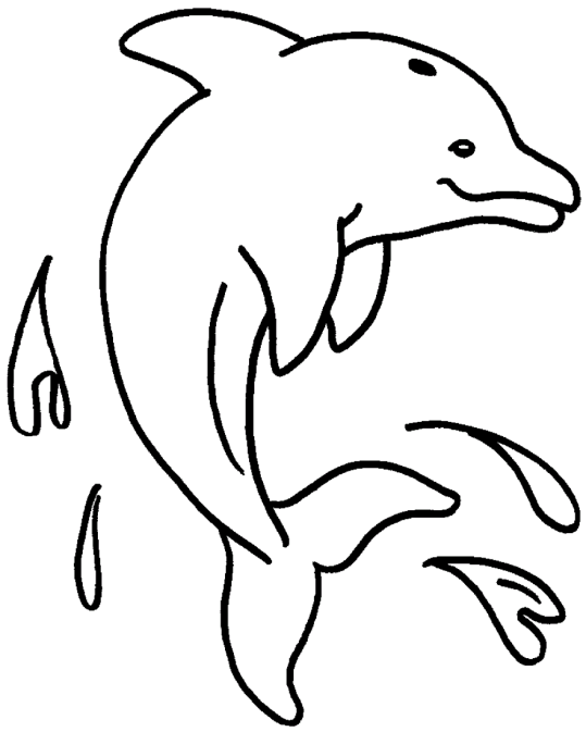Dolphins 11