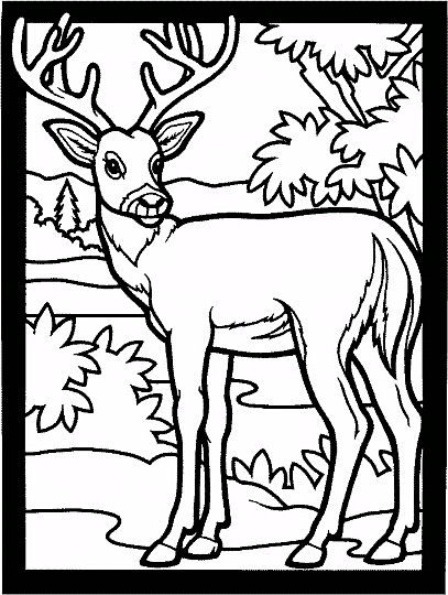 Deers 4