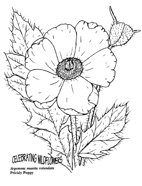 Plants 5