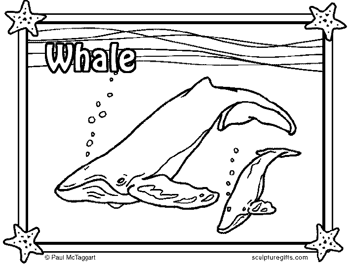 Whales 3