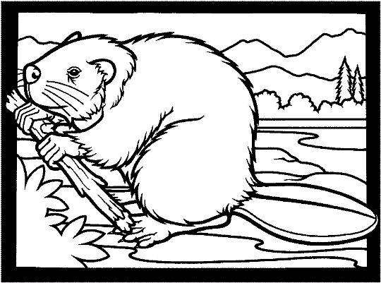 Beavers 4