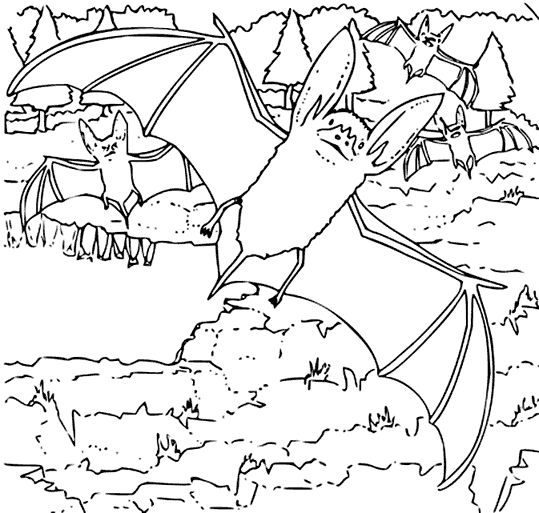 Bats 7