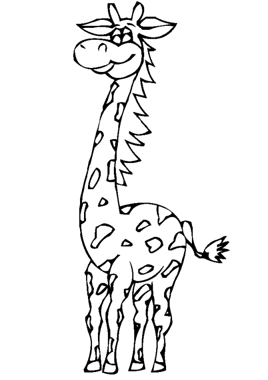Giraffes 8