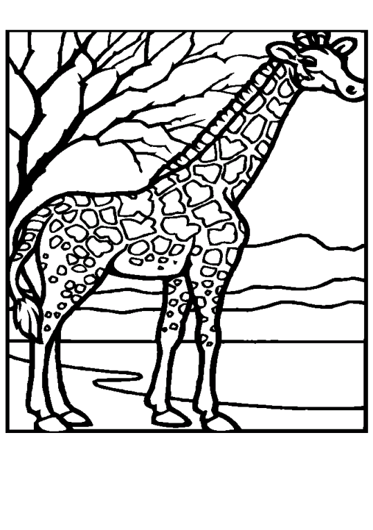 Giraffes 11