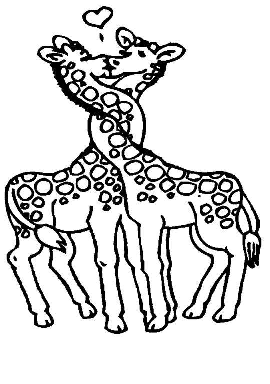 Giraffes 13
