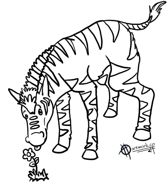 Zebras 3