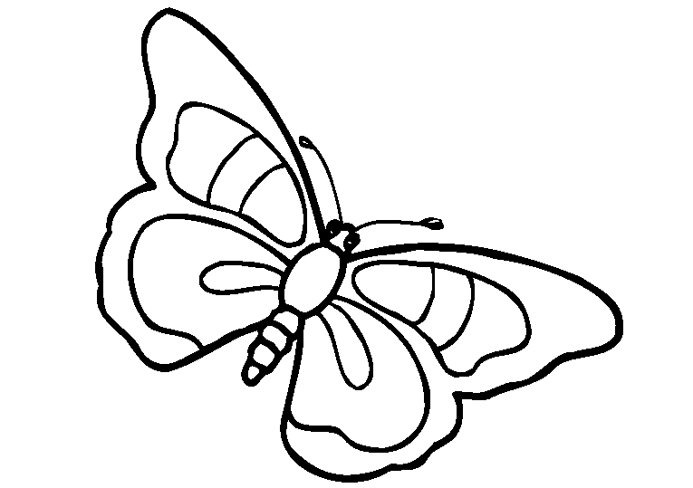 Butterflies 21