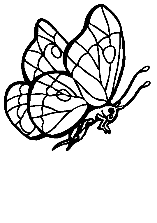 Butterflies 28