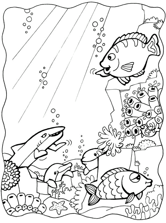 Dolphins 16
