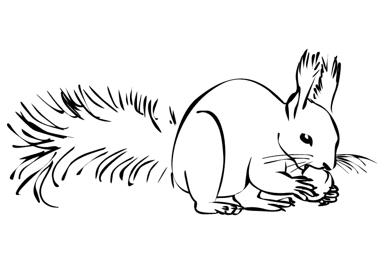 Squirrels 6