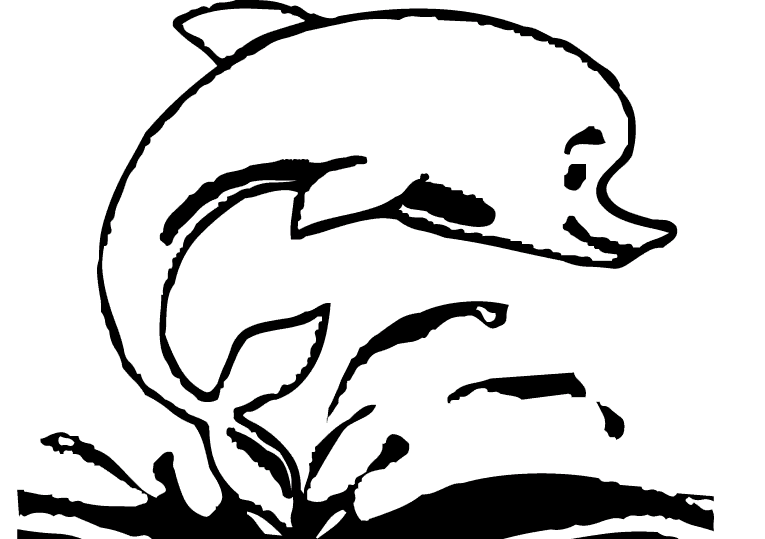 Dolphins 19