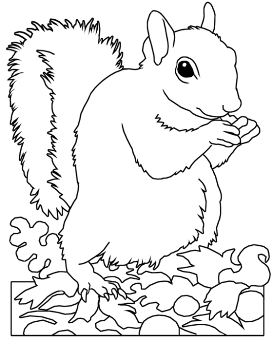 Squirrels 7