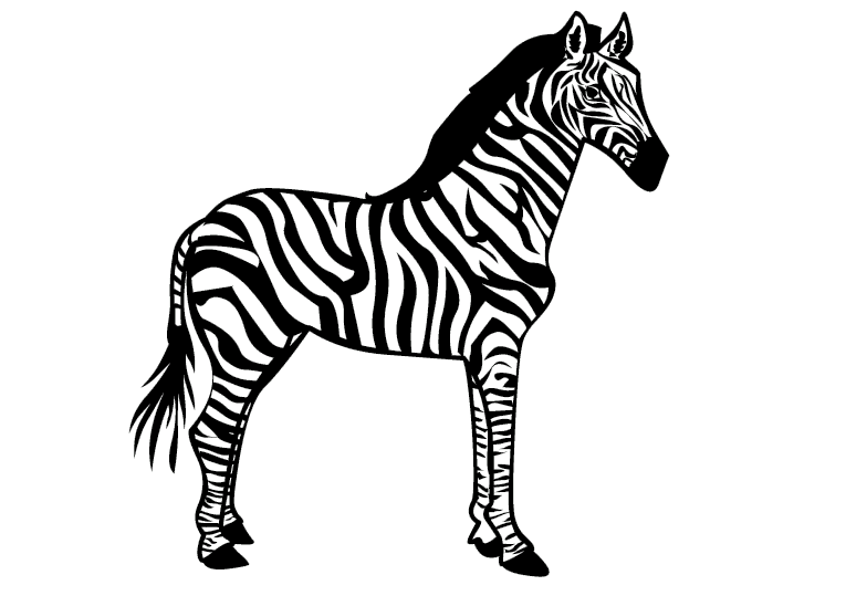 Zebras 4