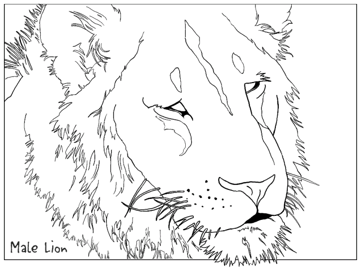 Lions 14
