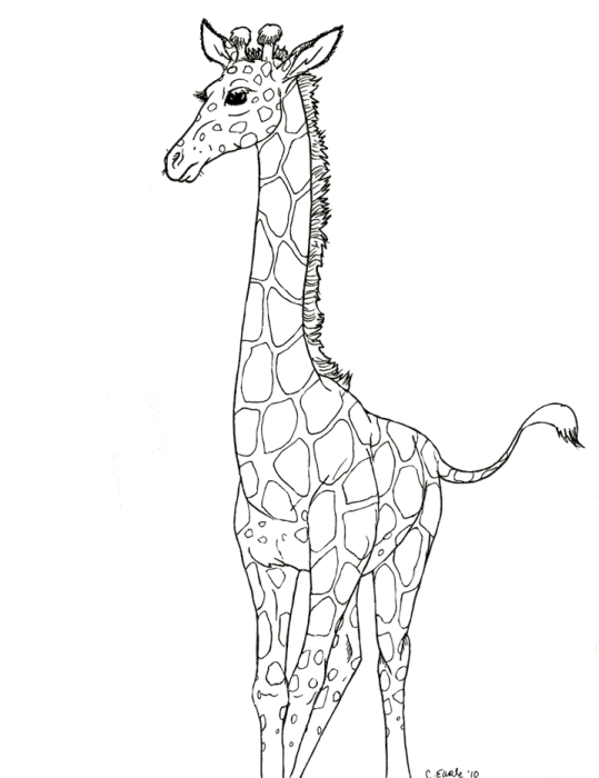 Giraffes 14
