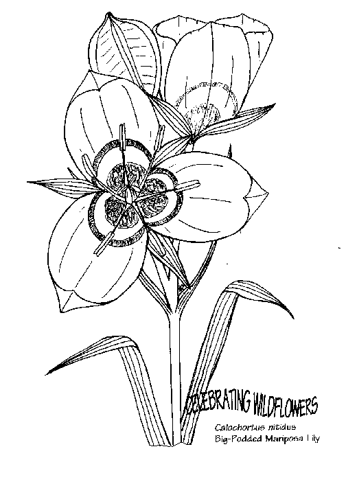 Flowers 35