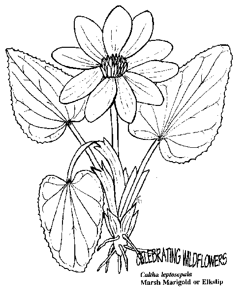 Flowers 36