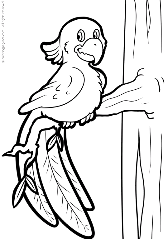 Parrots 3