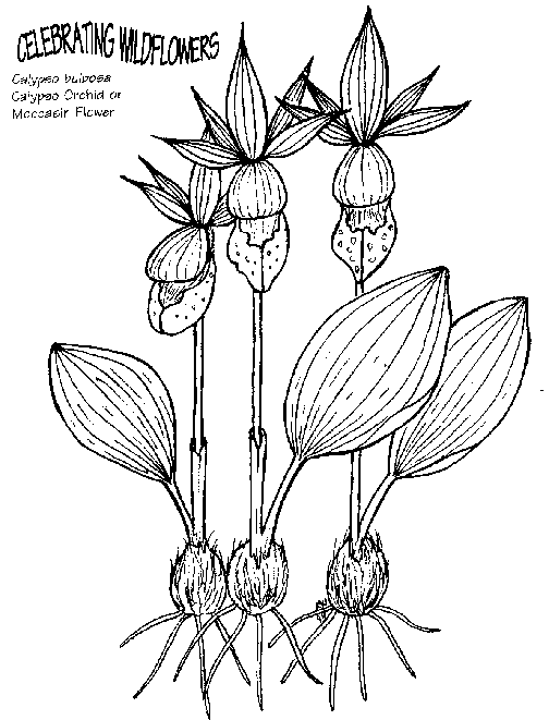 Flowers 44