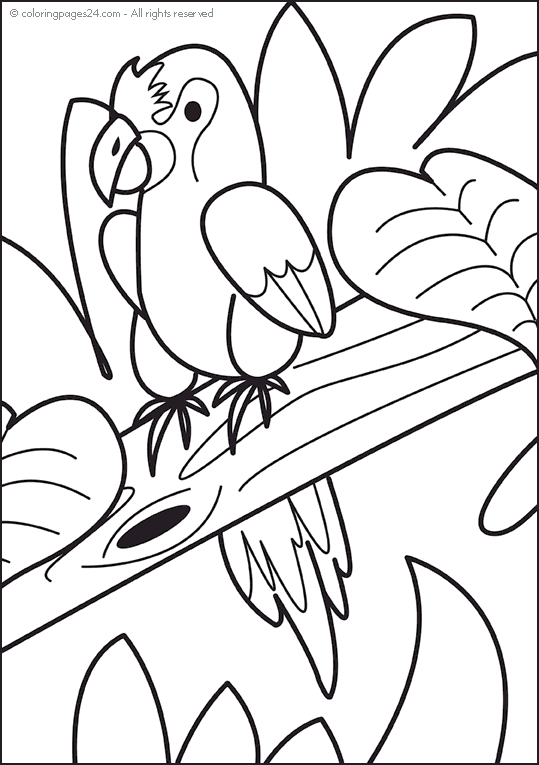 Parrots 5