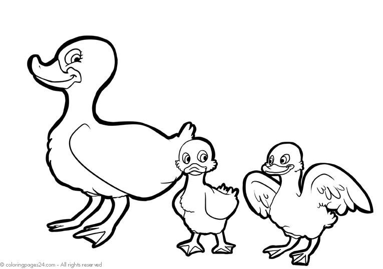 Ducks 6