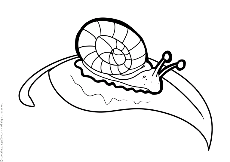Snails 4