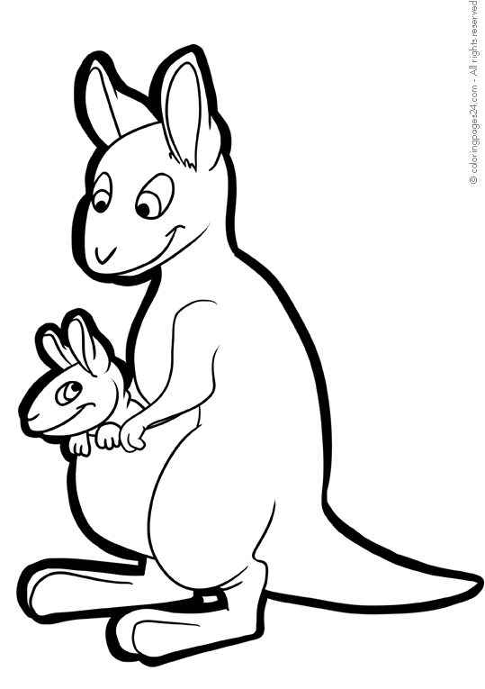 Kangaroos 4