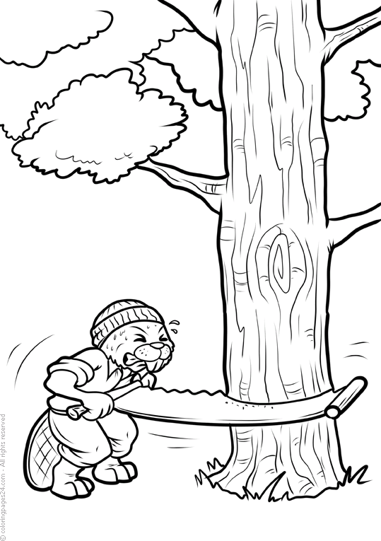 Beavers 7