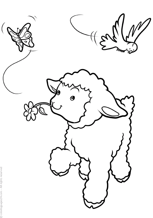 Sheep 7