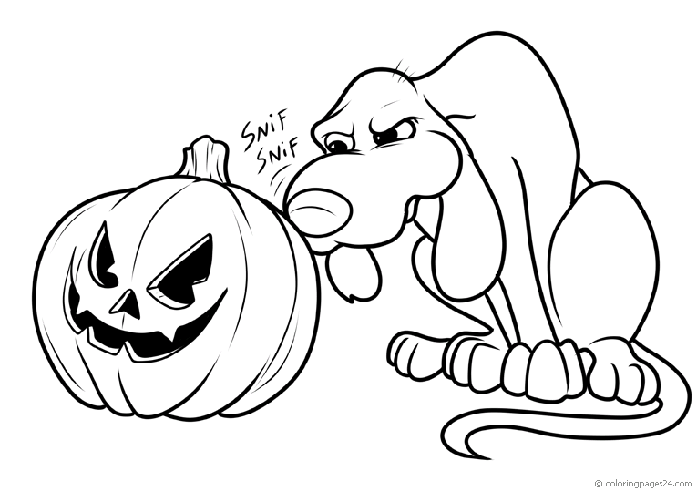 Dog sneaks suspicious of a pumpkin