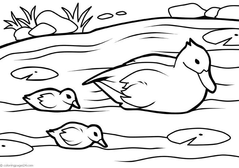 Ducks 9