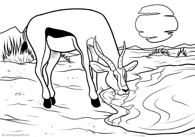 Antelopes 4