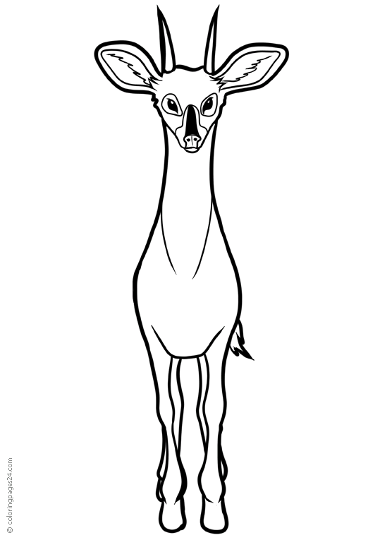 Antelopes 5