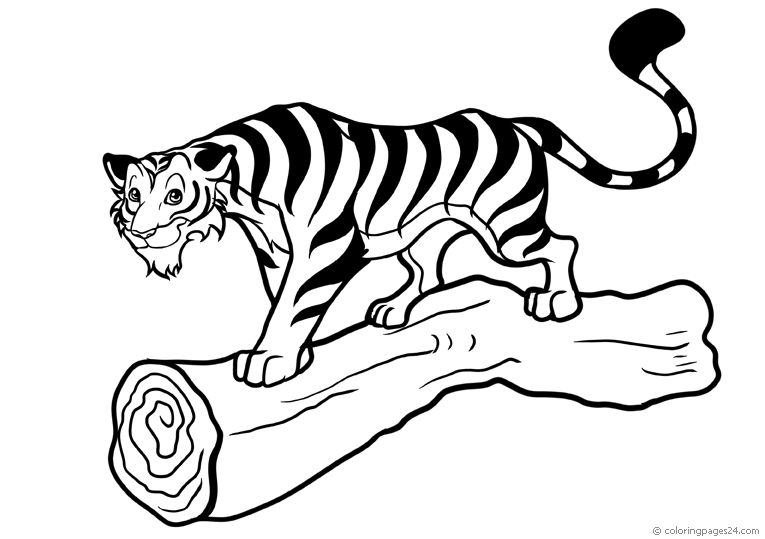 Tigers 6