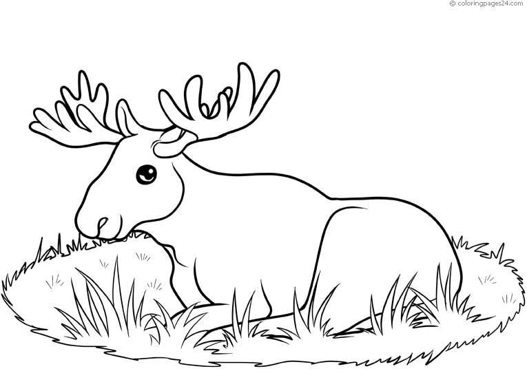 Moose with horns resting