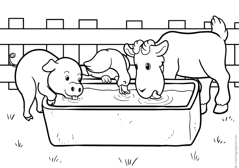 A pig, one go and one cow drinks water together
