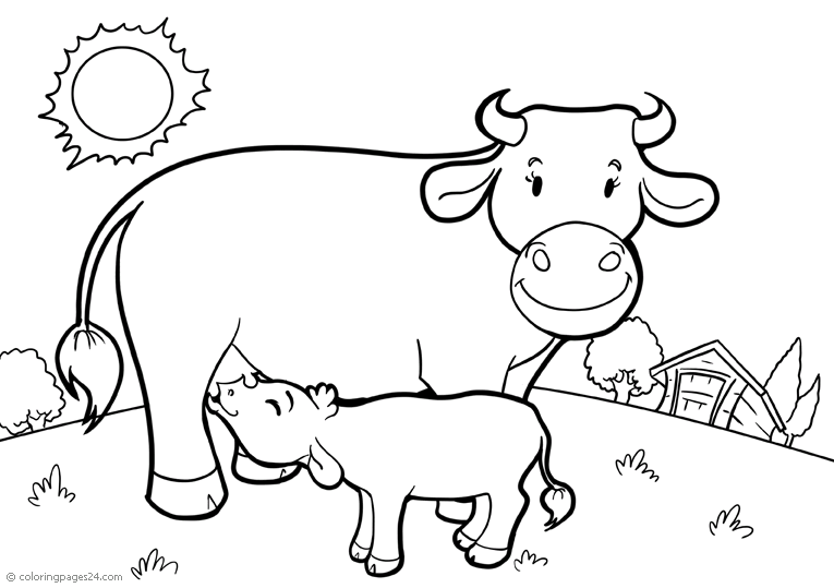 A cow feeds his little calf