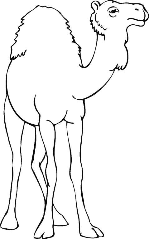 Camels 1