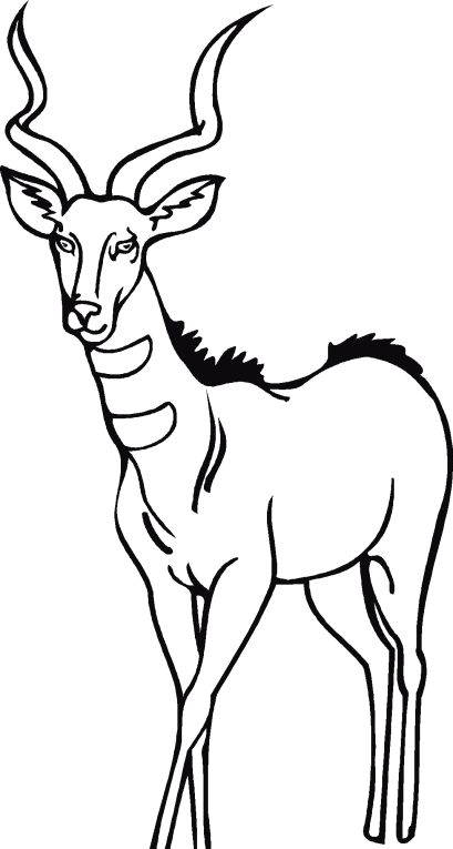 Antelopes 1