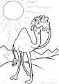 Camels - 5