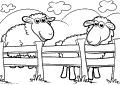 Sheep - 14