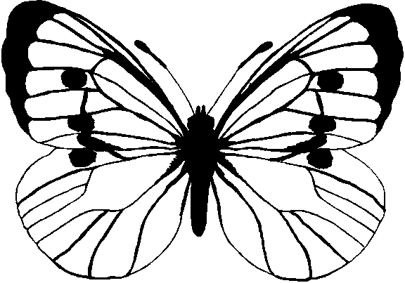 Butterflies 5