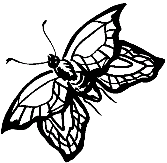 Butterflies 12