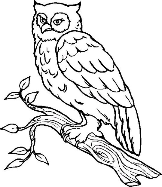 Birds 6