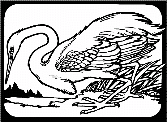 Birds 7